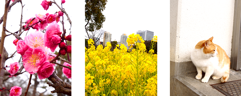 梅の花や菜の花が咲いていました。そしてにゃんこも日向ぼっこ。