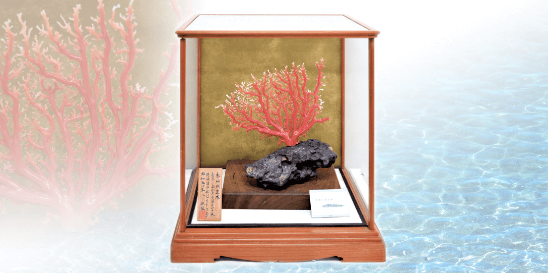 宝石珊瑚の一種・深海松