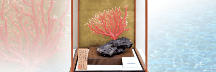 宝石珊瑚の一種・深海松