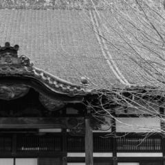 【コラム】大徳寺と茶道