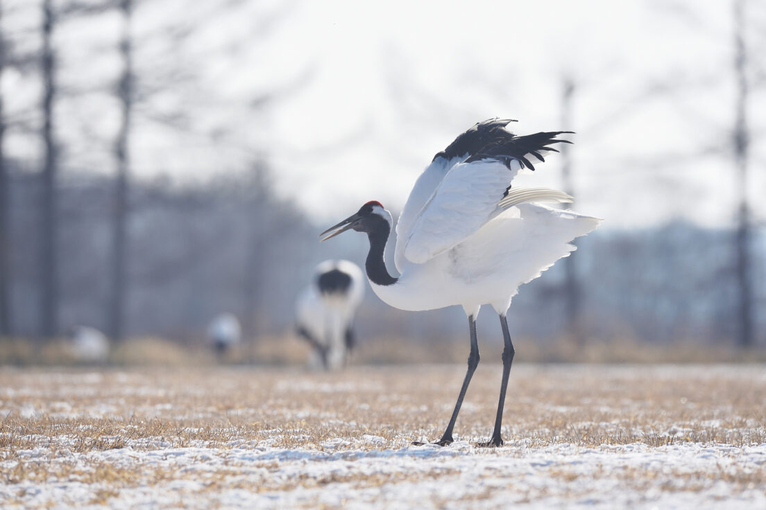 上村淳之の評価とは？花鳥画の中でも鶴が人気